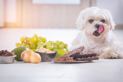 食べ物と犬