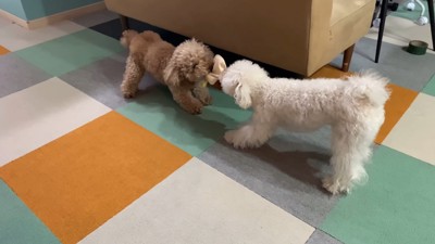 寝る前のいちごちゃん⑩