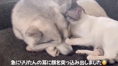 りりたんとも仲良し♡