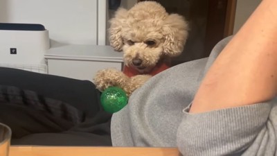 男性のおなかにボールをのせる犬