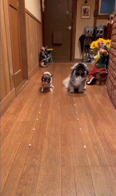 モブくんVSブフくんのオヤツ早食い競争3