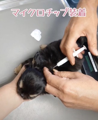 処置中もお利口さん