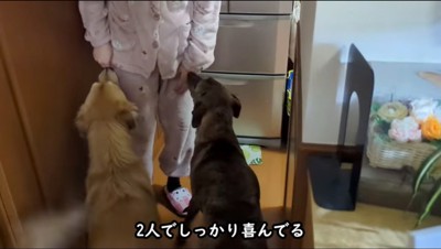 女性に駆け寄る2匹の犬