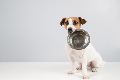 食器をくわえる犬