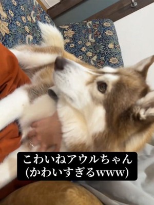 犬の横顔