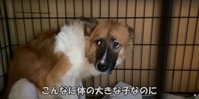 ケージの隅で怯えた表情の中型犬