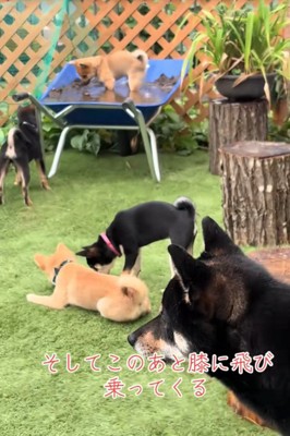 外出遊ぶ犬たち