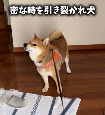 右を向く柴犬1