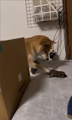 赤ちゃん犬が脱走した時のまめちゃん3