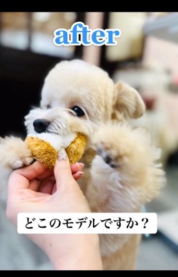 トリミング後のぽてとちゃん3