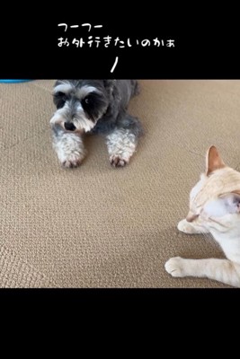 フーフーくんを気遣うモネちゃん5