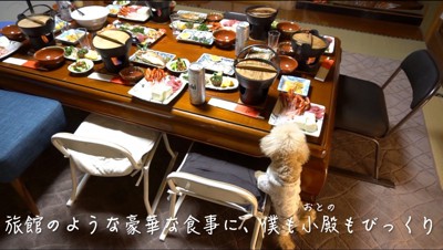 椅子に手をかけてテーブルの上の食事を見つめる犬