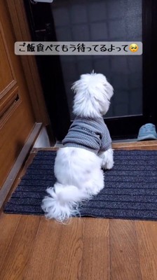 玄関マットの上に座る犬