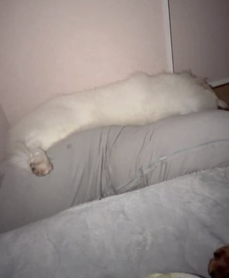 抱き枕に寄り添う犬