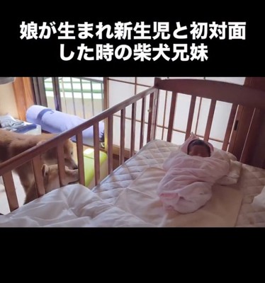 赤ちゃんと初対面の2匹