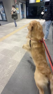 リードを引っ張って…