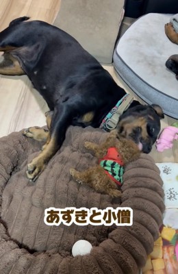 大きさは全然違う2匹