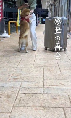 飛びつく柴犬