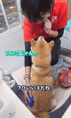 ブラッシング中のフクちゃん2