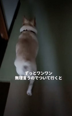 歩く犬