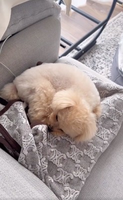 目が開いているくるみたん