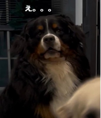 アップの黒い犬