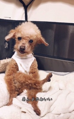 カメラ目線のちまちゃん