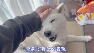 撫でられて笑顔になる犬