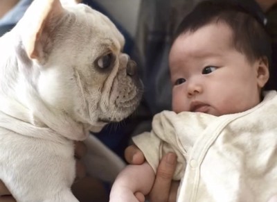 赤ちゃんを見つめる犬