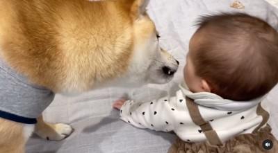 赤ちゃんの口元を舐める柴犬