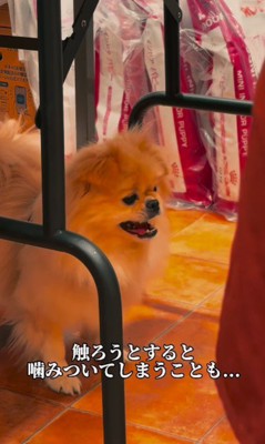 攻撃的な一面を見せることも