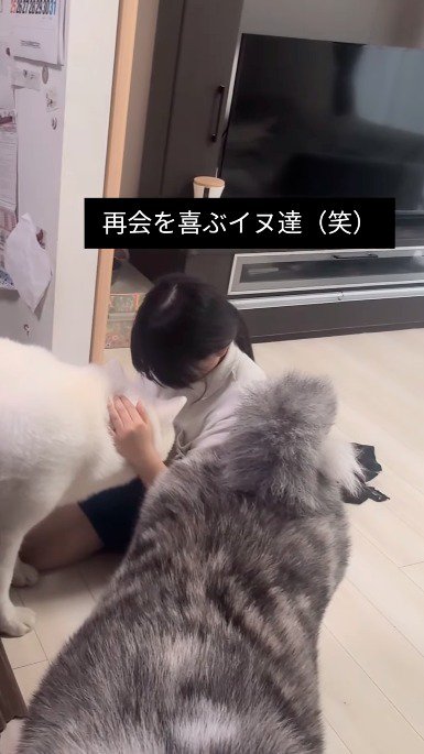 白い犬の顔を撫でてあげる女の子