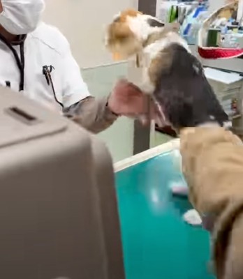 暴れる子犬