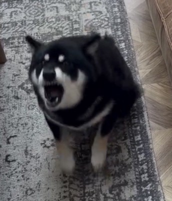 大きく口を開けて吠える犬