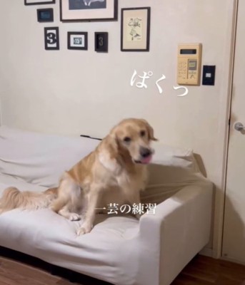 ボールをくわえる犬1