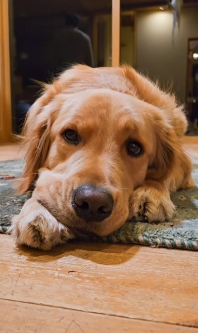 あご乗せポーズの大型犬