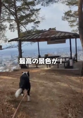 犬と展望台