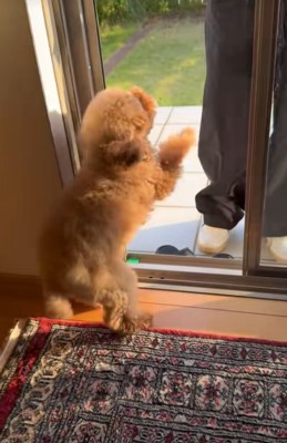 客を待ち受ける小型犬