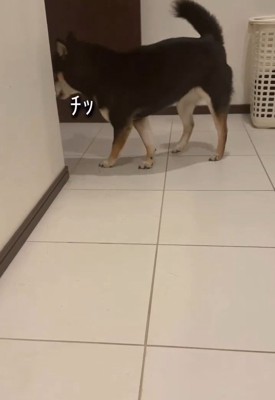 舌打ちするあんこちゃん