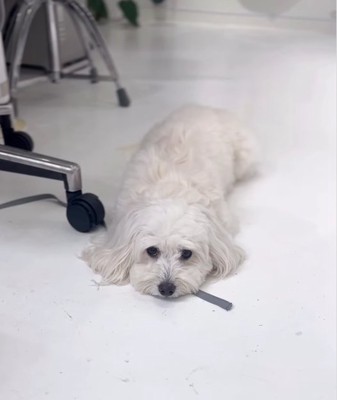 床に顔をつける白い犬