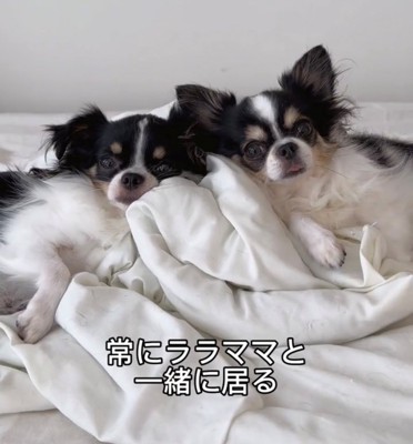 布団の上で並んで寝る2匹の犬