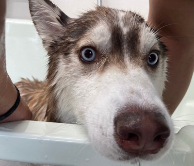 「騙したな…?」