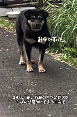 妊娠中の野犬を発見