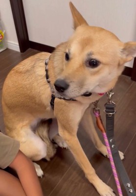 野犬を家族に迎えたら…