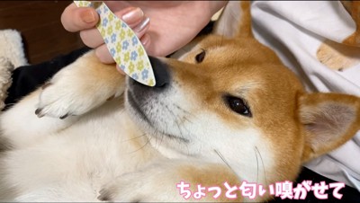 飼い主の持っている爪ヤスリの匂いを嗅ぐ犬