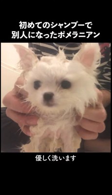ん…?ポメ…?