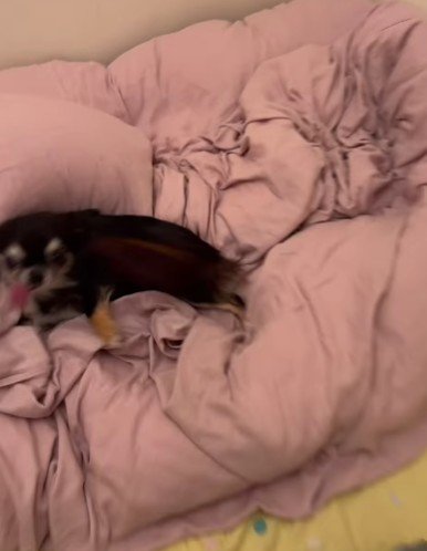 お腹を出して大喜び