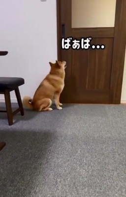 切なそうに鳴くぽてとくん