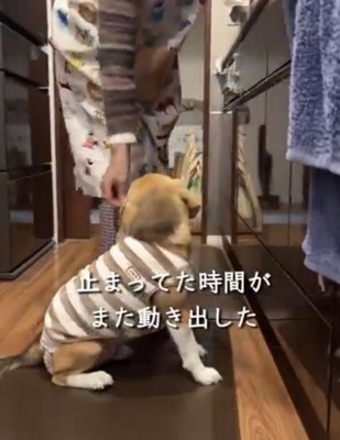 座って見上げる犬