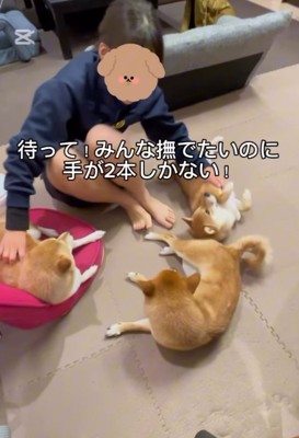 豆柴たちを撫でる次女